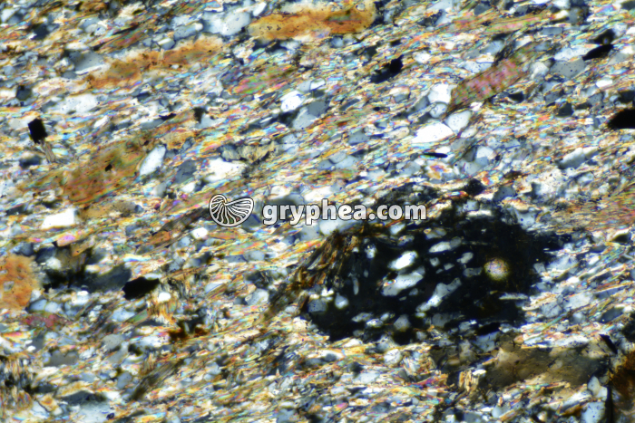 Micaschiste à cordiérite LPA x40 - gryphea.org